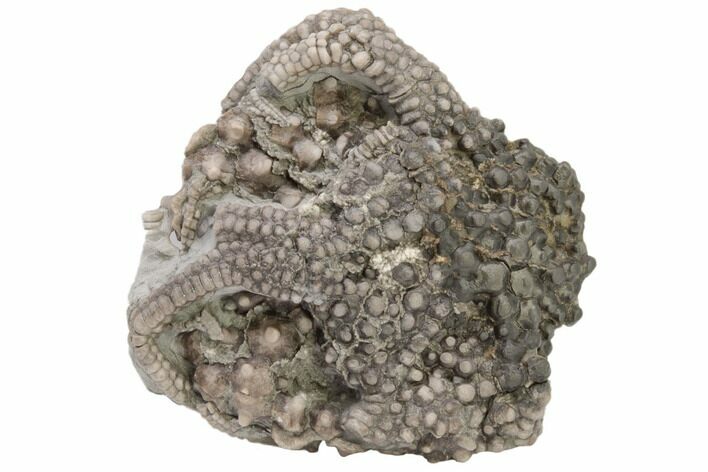 Fossil Crinoid (Gilbertsocrinus) - Crawfordsville, Indiana #197655